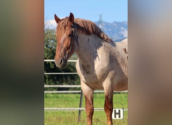 Ardennese, Castrone, 4 Anni, 158 cm, Roano rosso