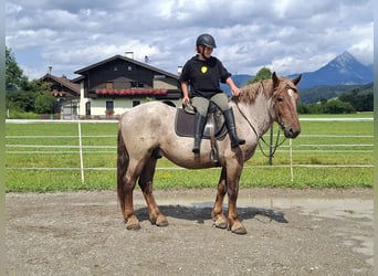 Ardennese, Castrone, 4 Anni, 158 cm, Roano rosso