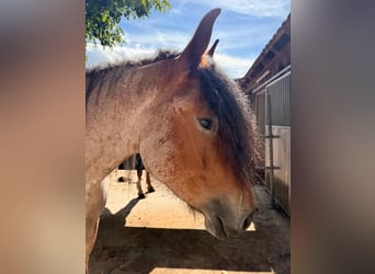 Ardennese, Castrone, 4 Anni, 170 cm, Leardo