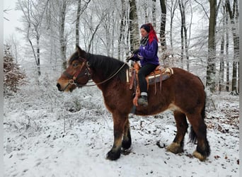 Ardennese, Castrone, 7 Anni, 170 cm, Baio