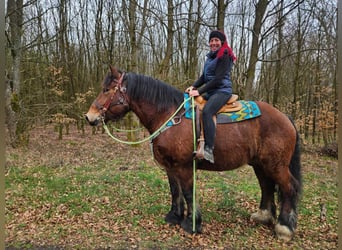 Ardennese, Castrone, 7 Anni, 170 cm, Baio