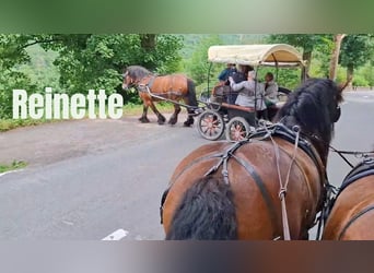 Ardennese, Giumenta, 17 Anni, 160 cm, Baio