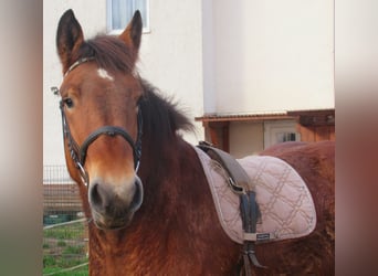 Ardennese, Giumenta, 2 Anni, 155 cm, Baio