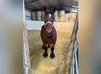 Ardennese, Giumenta, 4 Anni, 152 cm, Baio