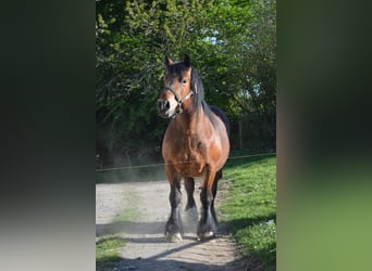 Ardennese, Giumenta, 4 Anni, 160 cm, Baio