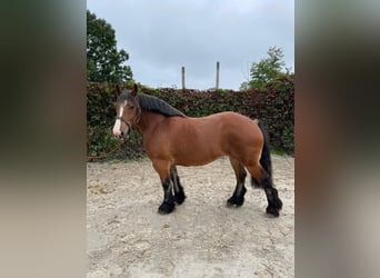 Ardennese, Giumenta, 4 Anni, 162 cm, Baio