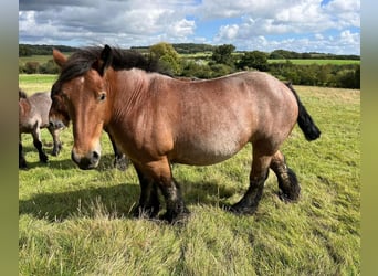 Ardennese, Giumenta, 6 Anni, 160 cm, Baio roano