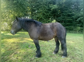 Ardennese, Giumenta, 6 Anni, Baio scuro