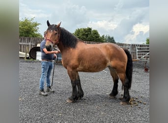 Ardennese, Giumenta, 8 Anni, 166 cm, Baio