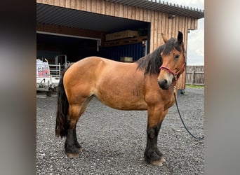 Ardennese, Giumenta, 8 Anni, 166 cm, Baio