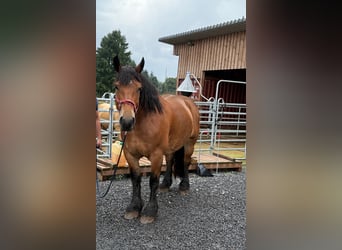 Ardennese, Giumenta, 8 Anni, 166 cm, Baio