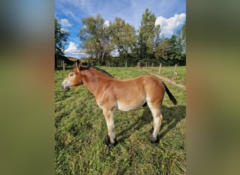 Ardennese, Giumenta, 9 Anni, Baio