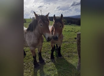 Ardennese, Stallone, 2 Anni, Falbo baio