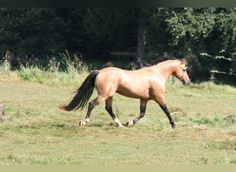 Mustang (american), Stallion, 13 years, 14.2 hh, Buckskin