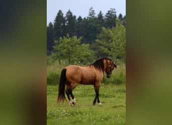 Mustang (american), Stallion, 13 years, 14.2 hh, Buckskin