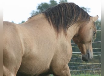 Mustang (amerikaans), Hengst, 13 Jaar, 150 cm, Buckskin