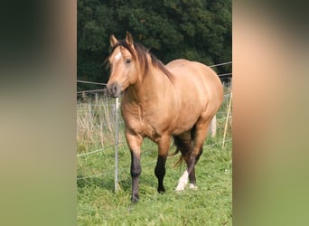 Mustang (amerikanisch), Hengst, 12 Jahre, 150 cm, Buckskin