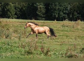 Mustang (canadees), Hengst, 14 Jaar, 150 cm, Buckskin