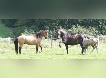 Mustang (canadien), Étalon, 14 Ans, 150 cm, Buckskin