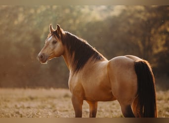 Mustang (kanadisch), Hengst, 14 Jahre, 150 cm, Buckskin