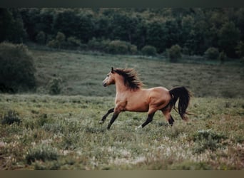 Mustang (kanadisch), Hengst, 14 Jahre, 150 cm, Buckskin