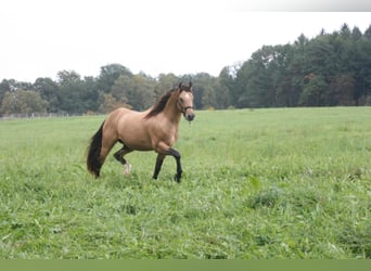 Mustang (amerikaans), Hengst, 15 Jaar, 150 cm, Buckskin