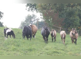 Mustang (canadese), Stallone, 15 Anni, 150 cm, Pelle di daino