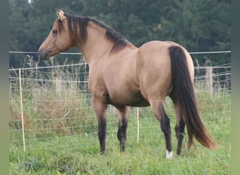 Mustang, Semental, 15 años, 150 cm, Buckskin/Bayo