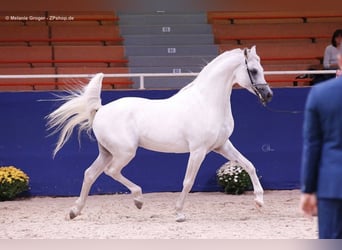 Arabian horses, Stallion, 17 years, 15.3 hh, Gray