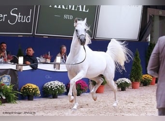 Arabian horses, Stallion, 17 years, 15.3 hh, Gray
