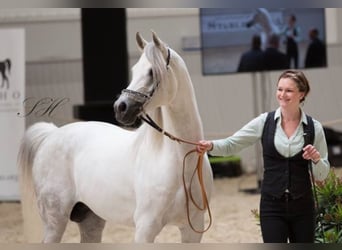 Arabian horses, Stallion, 18 years, 15,3 hh, Gray