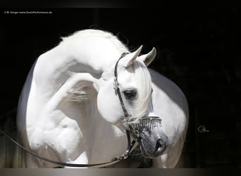 Arabian horses, Stallion, 18 years, 15,3 hh, Grey