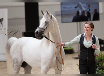 Arabian horses, Stallion, 18 years, 15,3 hh, Grey