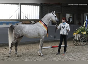 Koń czystej krwi arabskiej, Ogier, 17 lat, 162 cm, Siwa