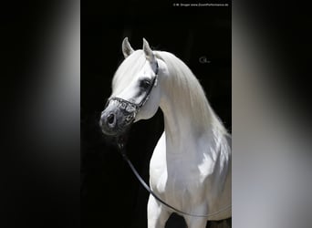 Koń czystej krwi arabskiej, Ogier, 17 lat, 162 cm, Siwa