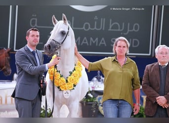 Koń czystej krwi arabskiej, Ogier, 18 lat, 162 cm, Siwa