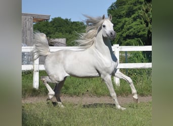 Koń czystej krwi arabskiej, Ogier, 18 lat, 162 cm, Siwa