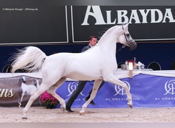 Koń czystej krwi arabskiej, Ogier, 18 lat, 162 cm, Siwa