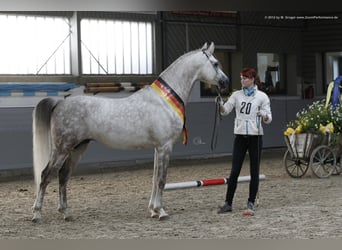Purosangue arabo, Stallone, 19 Anni, 162 cm, Grigio