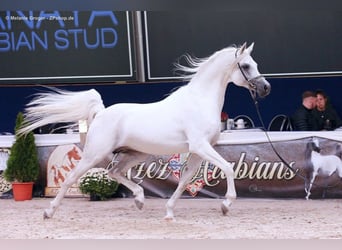 Purosangue arabo, Stallone, 19 Anni, 162 cm, Grigio