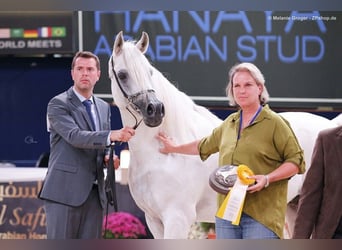 Purosangue arabo, Stallone, 19 Anni, 162 cm, Grigio