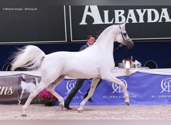 Purosangue arabo, Stallone, 19 Anni, 162 cm, Grigio