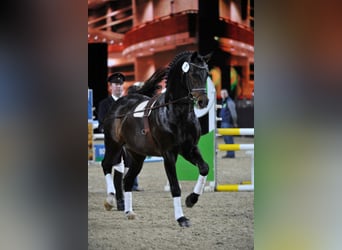Westfale, Hengst, 30 Jahre, 168 cm, Dunkelbrauner