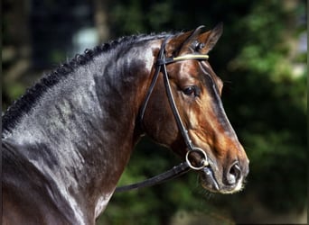 Westfale, Hengst, 30 Jahre, 168 cm, Dunkelbrauner