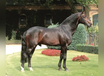 Westfale, Hengst, 30 Jahre, 168 cm, Dunkelbrauner