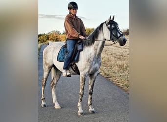 Asil Árabe, Caballo castrado, 10 años, 154 cm