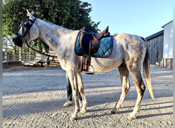 Asil Árabe, Caballo castrado, 10 años, 154 cm