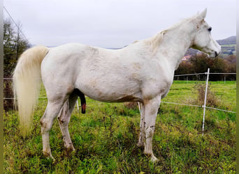 Asil Árabe, Caballo castrado, 10 años, 154 cm, Tordo