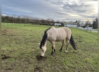 Asil Árabe Mestizo, Caballo castrado, 11 años, 138 cm, Bayo