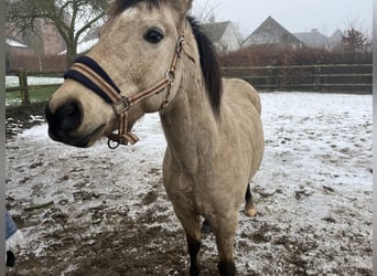 Asil Árabe Mestizo, Caballo castrado, 11 años, 138 cm, Bayo